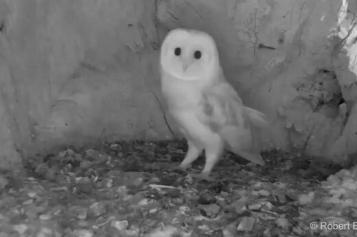 ببینید | واکنش یک بچه جغد در مواجه با رعد و برق برای اولین بار