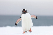ببینید | حرکت هوشمندانه بچه پنگوئن برای فرار از دست نهنگ قاتل