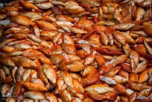 نه به ماهی قرمز، یعنی سلامت اکوسیتم و حفظ محیط زیست