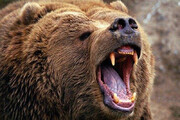 ببینید | حمله خرس وحشی به فردی بی‌پناه وسط خیابان