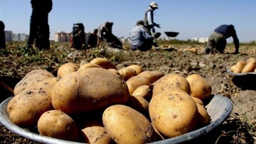 ازبکستان هزاران تن سیب‌زمینی ایران را به خاطر وجود آلودگی خطرناک برگرداند