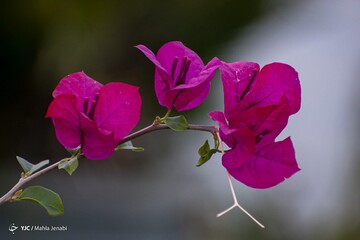 به استقبال بهار