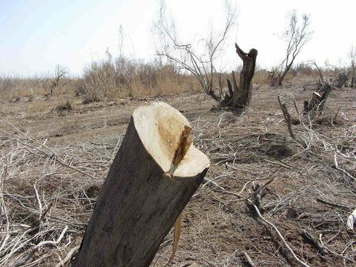 شپشک گریبان‌گیر تاغ‌های شهرستانهای سمنان و میامی 
