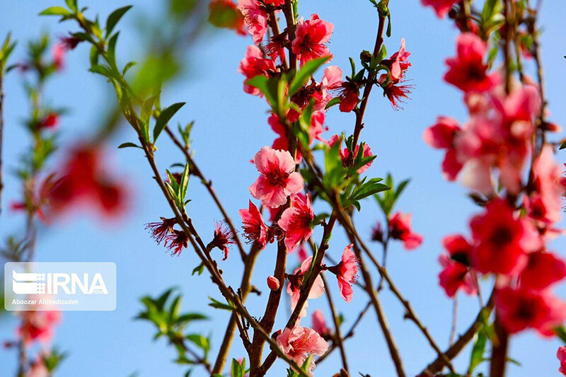 ببینید | شکوفه‌ها و قاب‌هایی تماشایی از نوبهار کرمان