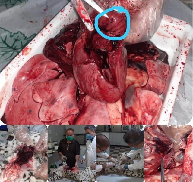 فرورفتن تیغ خارپشت در قلب پلنگ خاییز عامل مرگ او بود