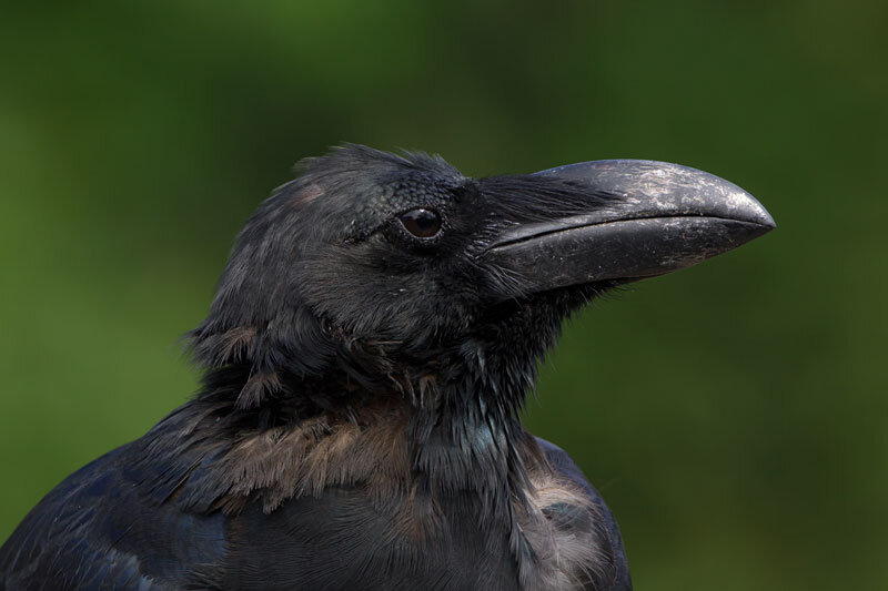 ببینید | هوش فوق العاده کلاغ برای دستیابی به غذا؛ تقلید جالب پرنده از روی انسان