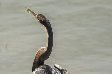 ببینید | پرنده نادر آفریقایی در ایران تلف شد