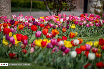 تصاویر | لاله ‎زارِ بهاری در کرج