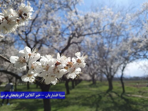 شکوفه‌های بهارانه