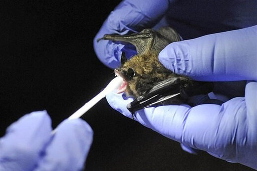 ببینید | نتیجه پژوهش درباره منشأ کرونا؛ عامل حیوانی محتمل‌ترین گزینه انتقال است