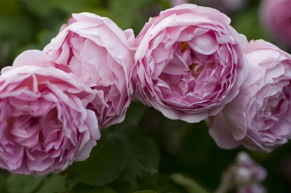 زیباترین گل های رز انگلیسی برای باغچه شما