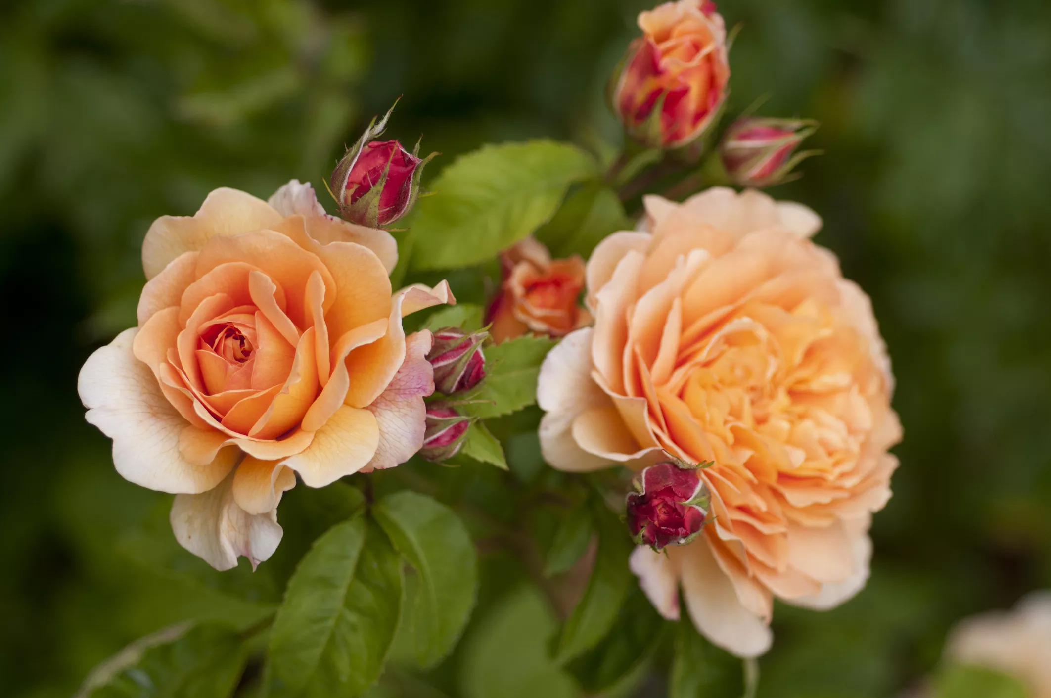 زیباترین گل های رز انگلیسی برای باغچه شما