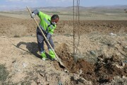 کاشت ۱۰۰۰ اصله نهال جدید در محل دفن زباله ارومیه
