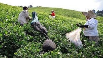 قیمت جدید خرید برگ سبز چای اعلام شد؛ چای درجه یک ۶۶۹۰ تومان
