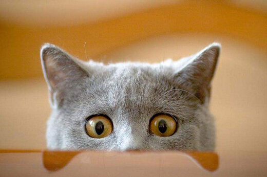 ببینید |  اجرای تمرینات ویژه بدن‌سازی توسط یک گربه خیابانی!