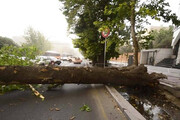 ببینید | سقوط وحشتناک درخت روی خودروها در خیابان ولیعصر