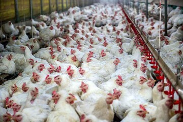 آغاز خرید و ذخیره سازی مازاد پرورش مرغ در یزد