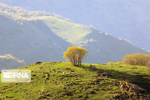 جنگل‌های سحرانگیز شهرستان هرسین