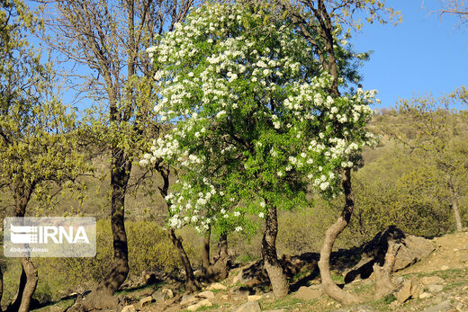 جنگل‌های سحرانگیز شهرستان هرسین