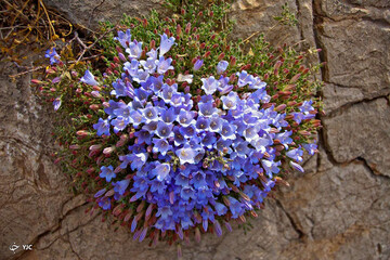 ببینید | شکفتن از دل سنگ