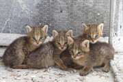 ببینید | نجات بچه گربه های وحشی در حال انقراض ایرانی