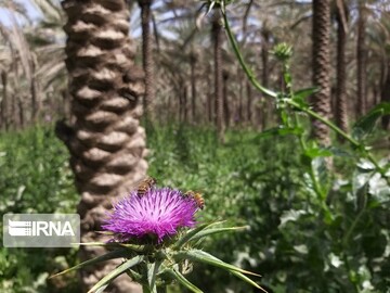 فروردین ماه طبیعت بهاری و گرده افشانی نخلستان‌های بوشهر