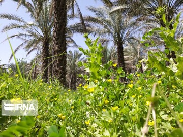 فروردین ماه طبیعت بهاری و گرده افشانی نخلستان‌های بوشهر