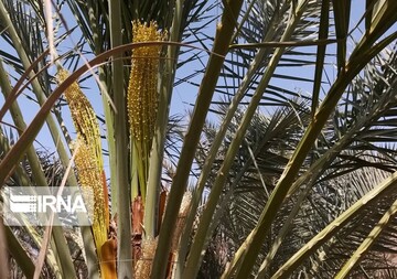 فروردین ماه طبیعت بهاری و گرده افشانی نخلستان‌های بوشهر