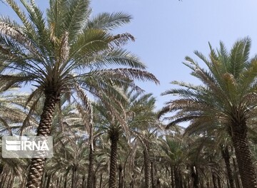 فروردین ماه طبیعت بهاری و گرده افشانی نخلستان‌های بوشهر