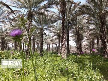 فروردین ماه طبیعت بهاری و گرده افشانی نخلستان‌های بوشهر