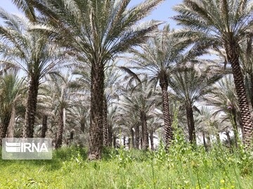 فروردین ماه طبیعت بهاری و گرده افشانی نخلستان‌های بوشهر