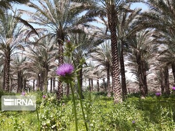 فروردین ماه طبیعت بهاری و گرده افشانی نخلستان‌های بوشهر