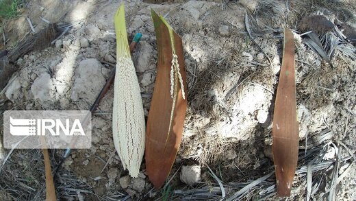 فروردین ماه طبیعت بهاری و گرده افشانی نخلستان‌های بوشهر