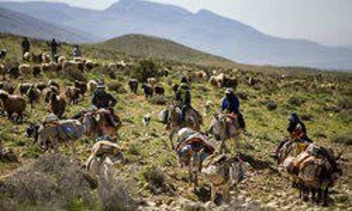 ورود زودهنگام دام عشایر، مراتع را نابود می‌کند/ صدور ۵۰۰۰ اطلاعیه برای جلوگیری از کوچ پیش از موعد