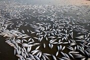 ببینید | ۱۰۰۰ تُن ماهی در سیل الیگودرز تلف شد!