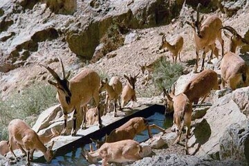 ورود به مناطق حفاظت شده همدان تا پایان خرداد ممنوع است