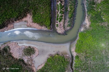 مرگ تدریجی در تالاب انزلی