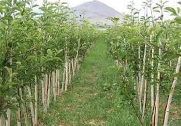 ایجاد ۷۶۰۰ هکتار باغ در اراضی شیب دار لرستان 