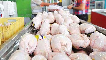وزیر جهاد کشاورزی : آرامش در بازار مرغ با وجود کاهش عرضه 