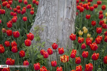 جشنواره گل‌های لاله