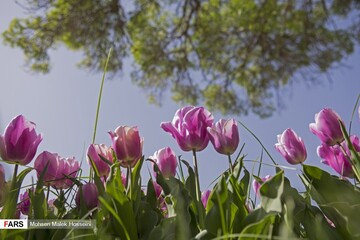 جشنواره گل‌های لاله