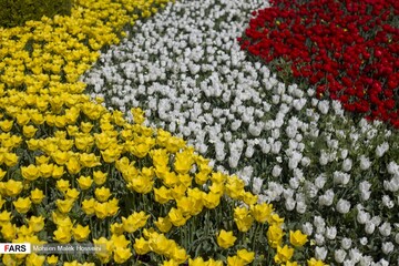 جشنواره گل‌های لاله