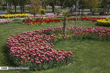 جشنواره گل‌های لاله