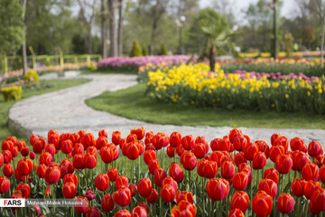 تصاویر | قاب‌های دیدنی از جشنواره گل‌های لاله               