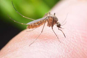 اینفوگرافیک | چه کنیم تا پشه‎ها نیشمان نزنند؟