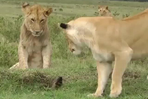 ببینید | حمله باورنکردنی و جالب یک خدنگ عصبانی به چند شیر وحشی