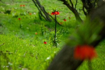 لاله های واژگون در ایلام