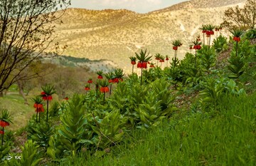 لاله های واژگون در ایلام