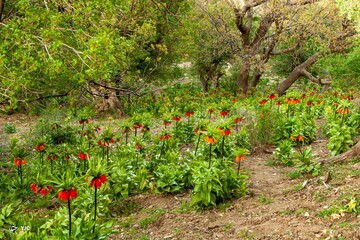 لاله های واژگون در ایلام