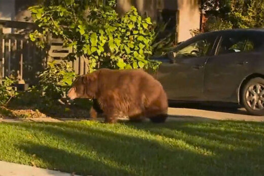 ببینید | ورود خرس به یک خانه در کالیفورنیا و واکنش‌ سگ‌های خانگی!